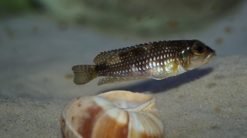Lamprologus meleagris